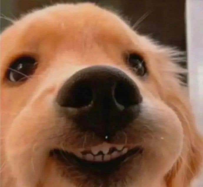 Cute smiling dog